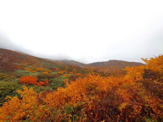 日本一の紅葉と言われる栗駒山も、雨だったら…？